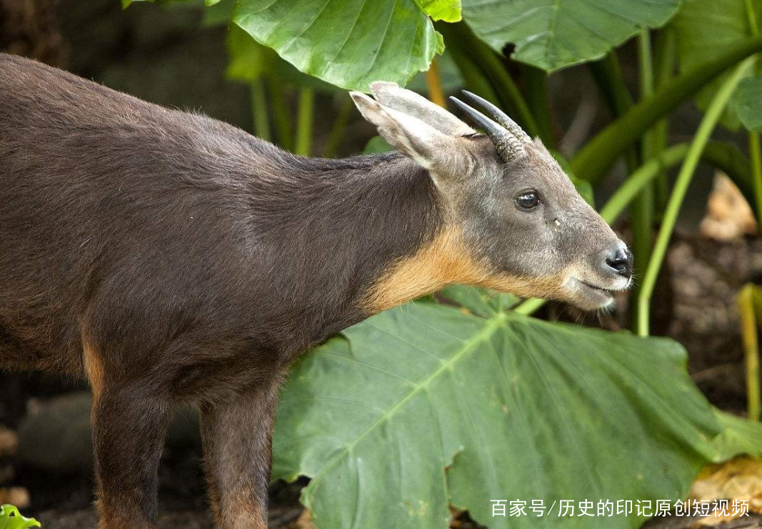 四不像今晚必中一肖,四不像今晚必中一肖——探寻神秘预测背后的故事